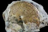 Sphenodiscus Ammonite Cluster- South Dakota #73837-1